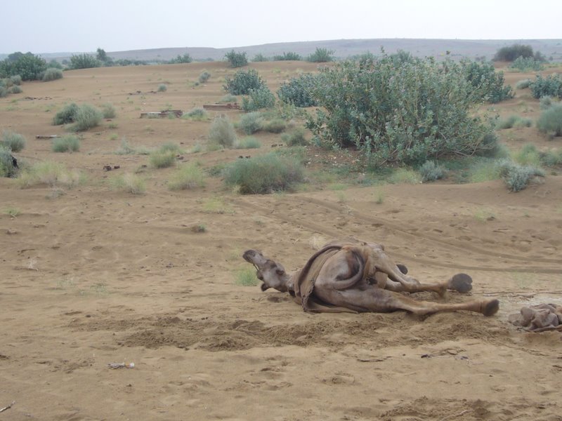 the camels love the muddy sand.